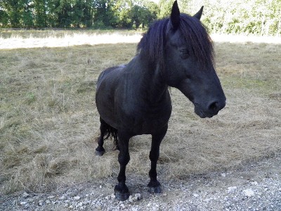 Chevaux : Referencement gratuit des sites web du monde des chevaux